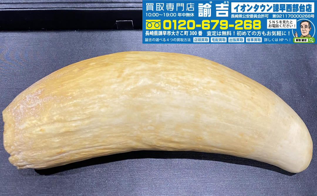 マッコウクジラの歯をお買取致しました！！ | 福岡・長崎の買取専門店 